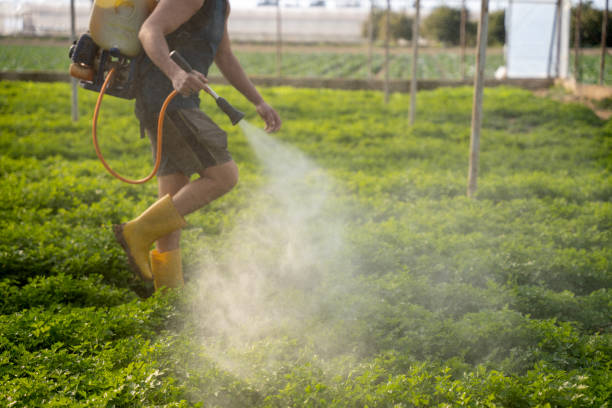 Best Wasp Removal Services  in Eulyptus Hills, CA