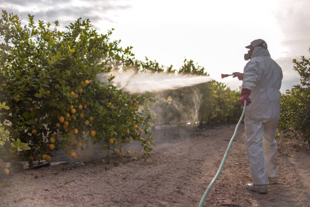 Best Termite Control Services  in Eulyptus Hills, CA