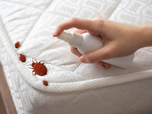 Best Cockroach Control Services  in Eulyptus Hills, CA