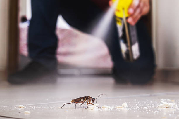 Pest Prevention Services in Eucalyptus Hills, CA